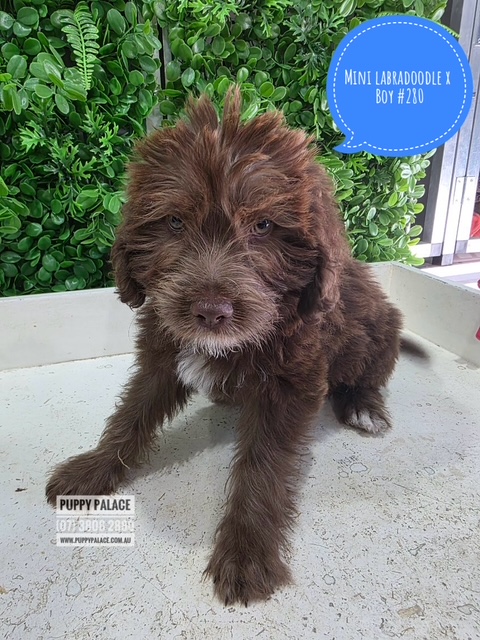 $1995 – Mini Labradoodle X Maltese X – Chocolate Boy. I am in store at Puppy Palace Pet Shop, 64 Burchill St, Loganholme, Brisbane