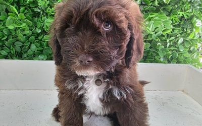 $1995 – Mini Labradoodle X Maltese X – Chocolate Boy. I am in store at Puppy Palace Pet Shop, 64 Burchill St, Loganholme, Brisbane