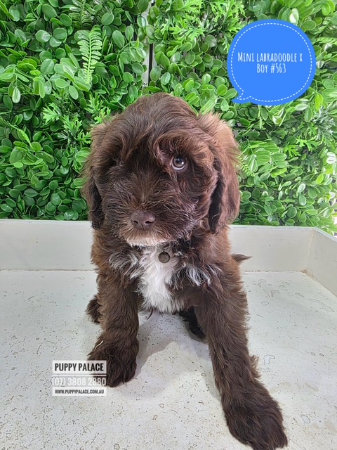 $1995 – Mini Labradoodle X Maltese X – Chocolate Boy. I am in store at Puppy Palace Pet Shop, 64 Burchill St, Loganholme, Brisbane
