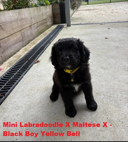 Mini Labradoodle X Maltese X – Black Boy. I am arriving into store and available to go home on the  8th January.  I WILL BE IN STORE AT 64 Burchill St, Loganholme, Brisbane
