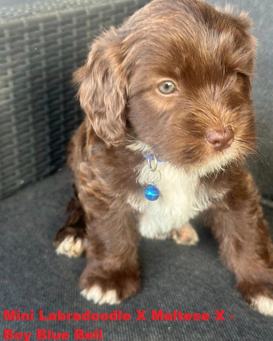 Mini Labradoodle X Maltese X – Chocolate Boy. I am arriving into store and available to go home on the 8th January.  I WILL BE IN STORE AT 64 Burchill St, Loganholme, Brisbane