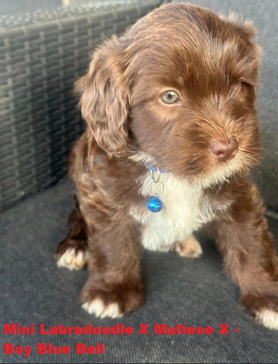 Mini Labradoodle X Maltese X – Chocolate Boy. I am arriving into store ...