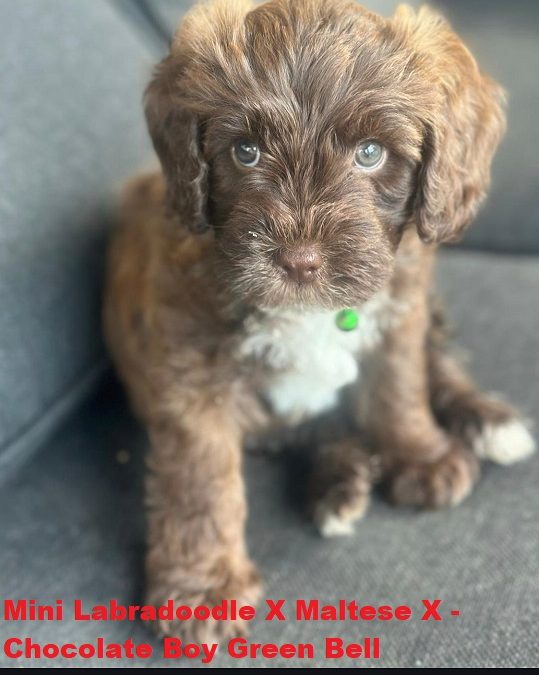 Mini Labradoodle X Maltese X – Chocolate Boy. I am arriving into store and available to go home on the 8th January.  I WILL BE IN STORE AT 64 Burchill St, Loganholme, Brisbane