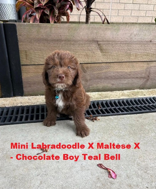 Mini Labradoodle X Maltese X – Chocolate Boy. I am arriving into store and available to go home on the 8th January.  I WILL BE IN STORE AT 64 Burchill St, Loganholme, Brisbane