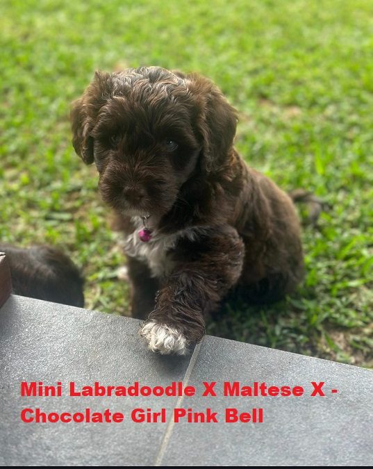 Mini Labradoodle X Maltese X – Chocolate Girl. I am arriving into store and available to go home on the 8th January.  I WILL BE IN STORE AT 64 Burchill St, Loganholme, Brisbane