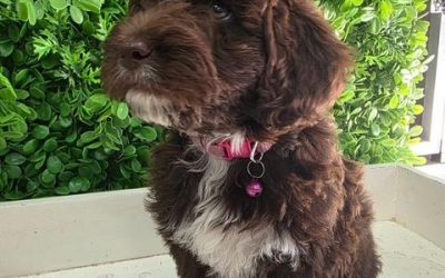 $1995 – Mini Labradoodle X Maltese X – Chocolate Boy. I am in store at Puppy Palace Pet Shop, 64 Burchill St, Loganholme, Brisbane