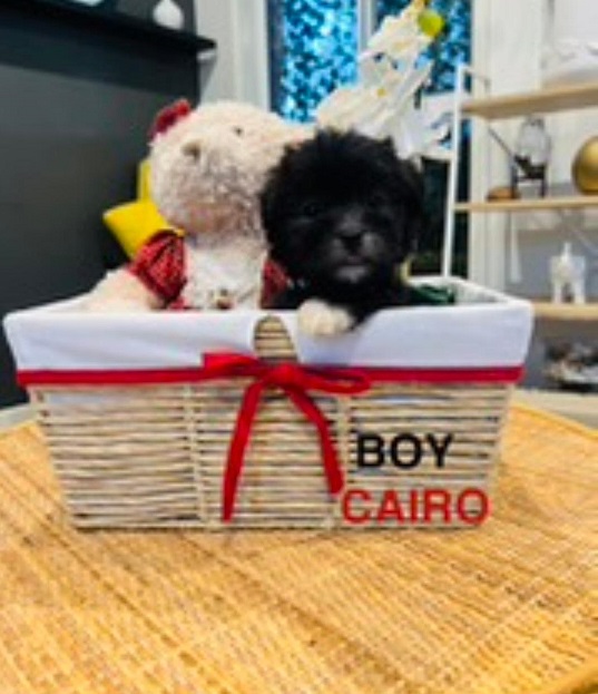 Maltese/Toy Poodle X Maltese/Lhasa Apsob- Boy – Cairo. I am arriving into store & available to go home on the 18 December. I WILL BE IN STORE AT 64 Burchill St, Loganholme, Qld