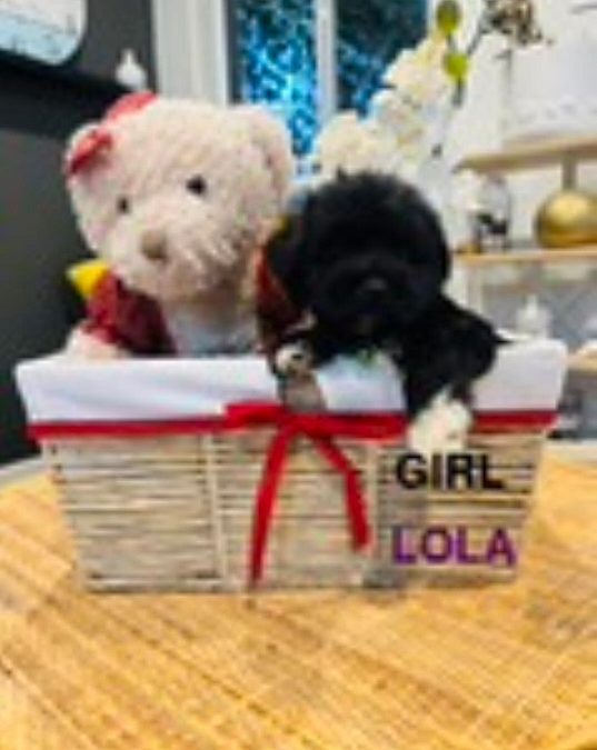 Maltese/Toy Poodle X Maltese/Lhasa Apso – Girl – Lola. I am arriving into store & available to go home on the 18 December. I WILL BE IN STORE AT 64 Burchill St, Loganholme, Qld