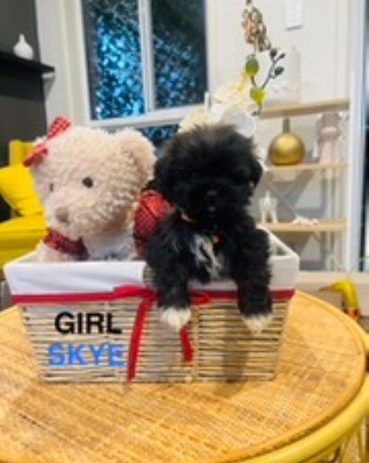 Maltese/Toy Poodle X Maltese/Lhasa Apso – Girl – Skye. I am arriving into store & available to go home on the 18 December. I WILL BE IN STORE AT 64 Burchill St, Loganholme, Qld