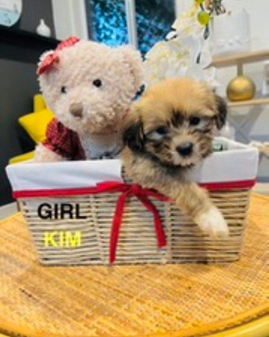 Maltese/Toy Poodle X Maltese/Lhasa Apso – Girl – Kim. I am arriving into store & available to go home on the 18 December. I WILL BE IN STORE AT 64 Burchill St, Loganholme, Qld