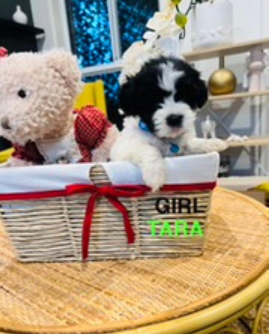 Maltese/Toy Poodle X Maltese/Lhasa Apso – Girl – Tara. I am arriving into store & available to go home on the 18 December. I WILL BE IN STORE AT 64 Burchill St, Loganholme, Qld