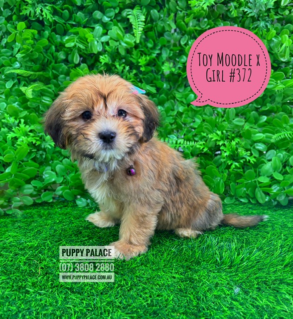 Maltese/Toy Poodle X Maltese/Lhasa Apso – Girl – I am now IN STORE AT 64 Burchill St, Loganholme, Qld