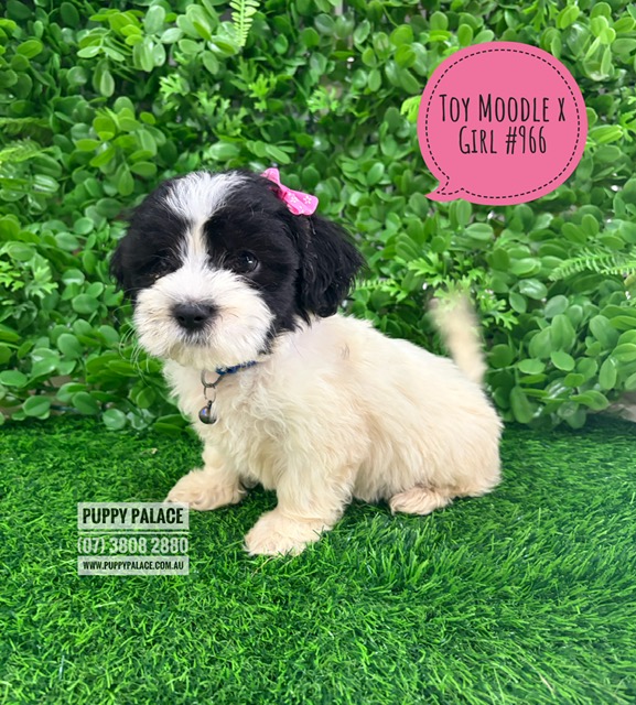 $1695 – Maltese/Toy Poodle X Maltese/Lhasa Apso – Girl –  I am now IN STORE AT 64 Burchill St, Loganholme, Brisbane