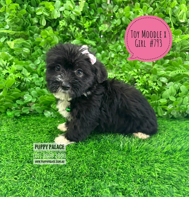 $1695 – Maltese/Toy Poodle X Maltese/Lhasa Apso – Girl – I am now IN STORE AT 64 Burchill St, Loganholme, Brisbane