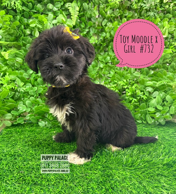 Maltese/Toy Poodle X Maltese/Lhasa Apso – Girl – I AM NOW IN STORE AT 64 Burchill St, Loganholme, Brisbane