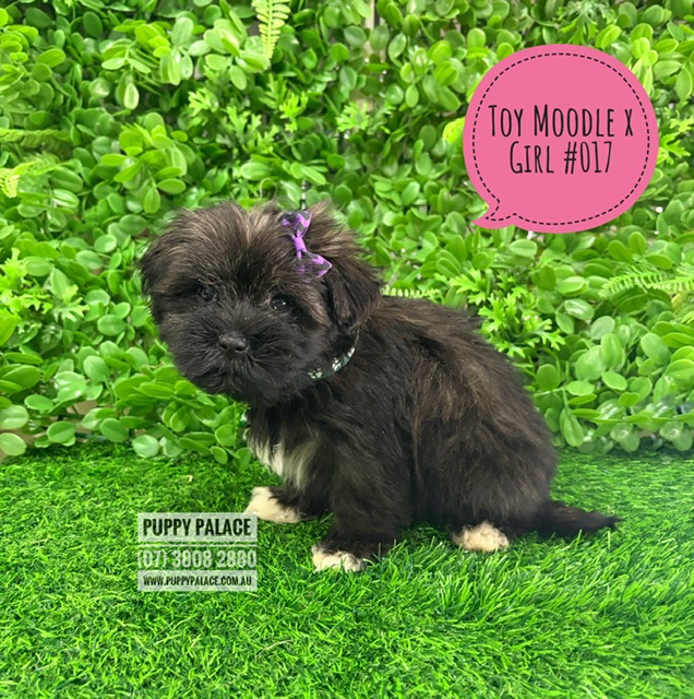 Maltese/Toy Poodle X Maltese/Lhasa Apso – Girl – I am now IN STORE AT 64 Burchill St, Loganholme, Brisbane