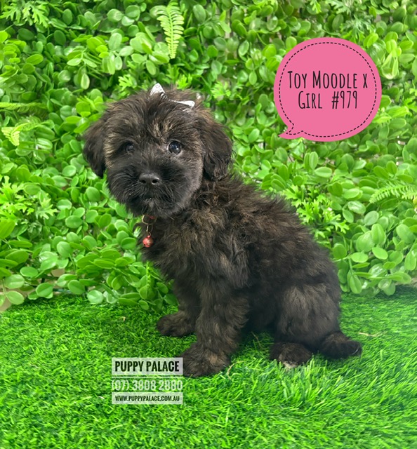 $1695 – Maltese/Toy Poodle X Maltese/Lhasa Apso – Girl – I am now IN STORE AT 64 Burchill St, Loganholme, Brisbane