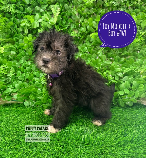 Maltese/Toy Poodle X Maltese/Lhasa Apsob- Boy – I am now IN STORE AT 64 Burchill St, Loganholme, Brisbane