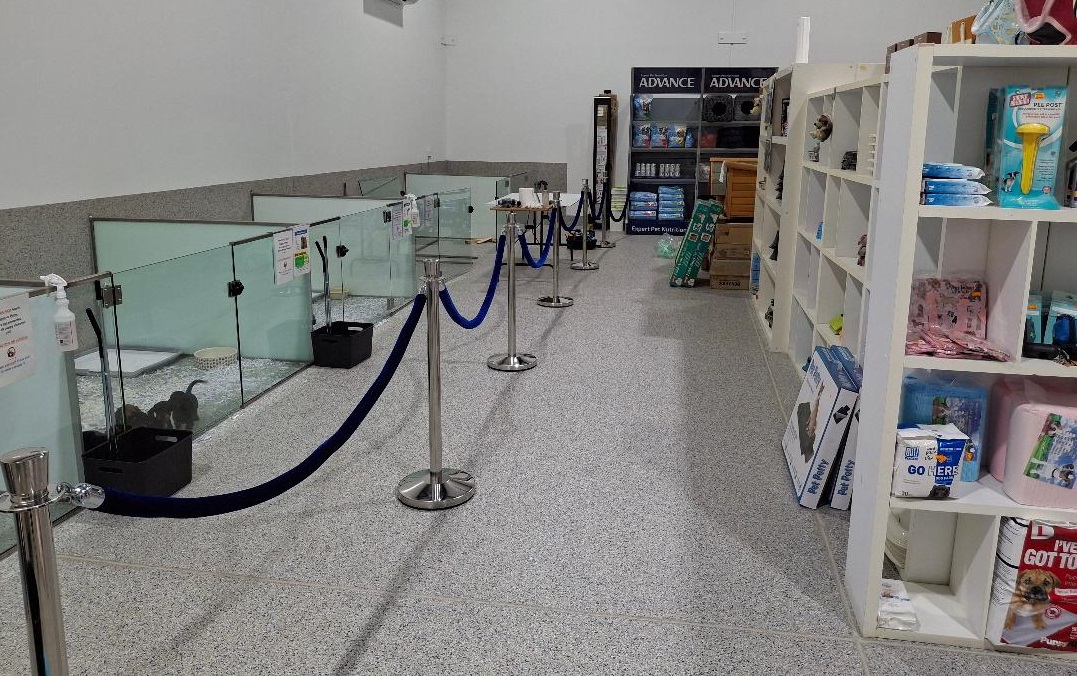 Cavoodle Puppies (Toy Poodle X Cavalier) - Boys and Girls - 2 Litters. At Puppy Palace Pet shop, Underwood