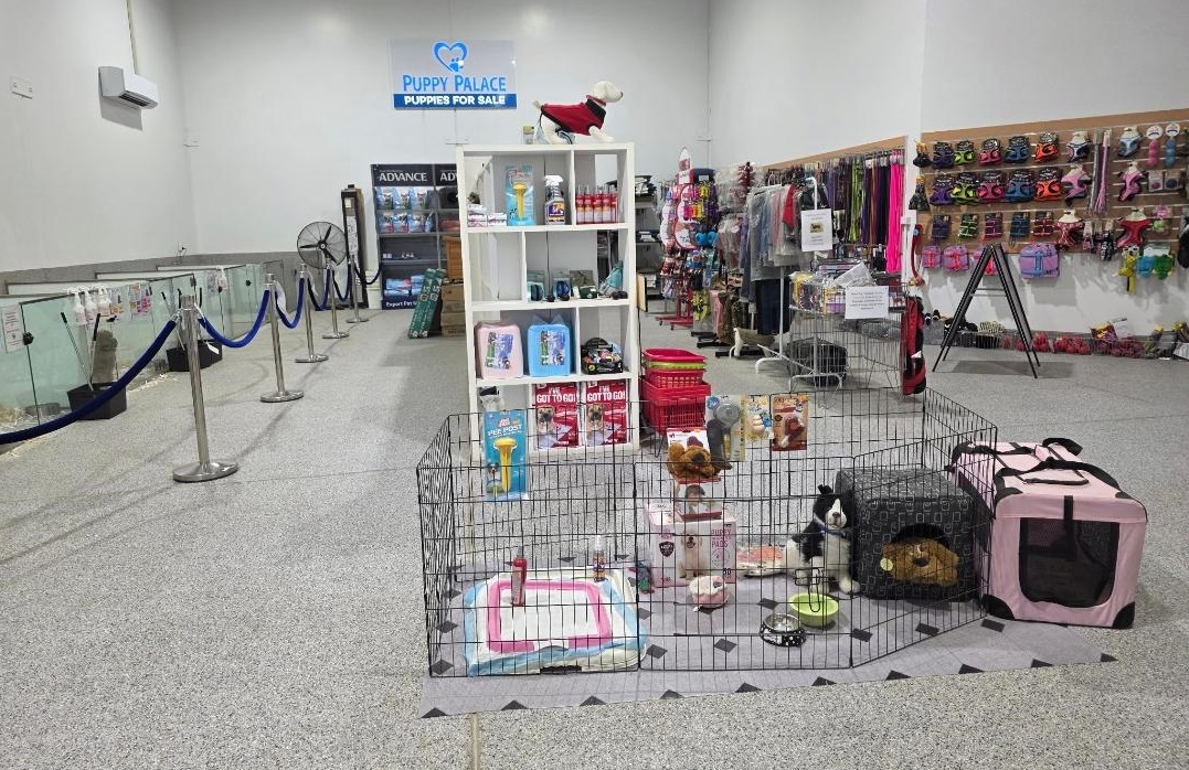 Miniature Dachshund Puppies - Girls & Boys. At Puppy Palace Pet Shop, Underwood.07 3808-2880