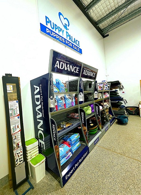 Moodle X Puppies - In store now at Puppy Palace Pet Shop, Brisbane