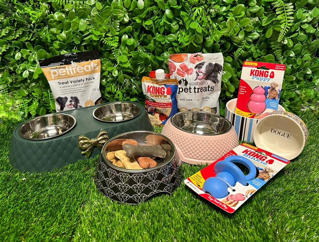 Dashalier Puppies (Mini Dachshund Puppies X Cavalier) - We are now in store at Puppy Palace Pet Shop