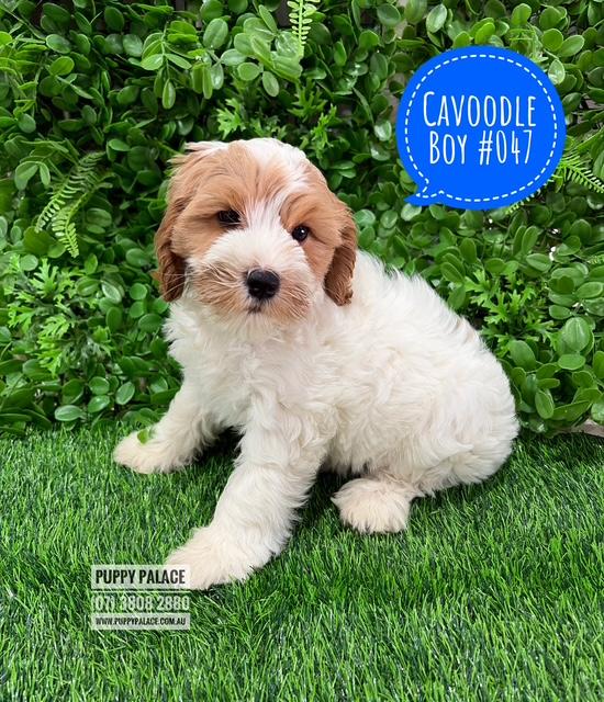 Cavoodle / Cavapoo  (2nd Generation) – Blenheim Boy.  I now in store at Puppy Palace Pet Shop, 64 Burchill St, Loganholme, Brisbane.