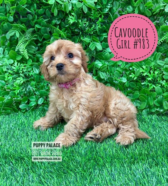 Cavoodle / Cavapoo  (2nd Generation) – Girl.  I now in store at Puppy Palace Pet Shop, 64 Burchill St, Loganholme, Brisbane.