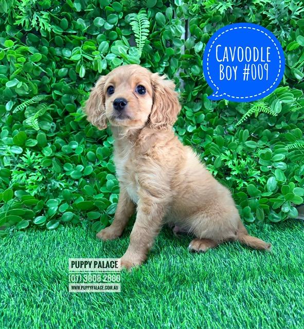 Cavoodle / Cavapoo  (2nd Generation) – Boy. I am now in store & available to go home. I am in store at 64 Burchill St, Loganholme, Brisbane.