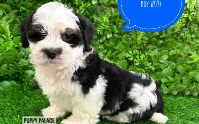 $2295 – Lhatese/Lhasatese (Lhasa Apso/Maltese X) – Boy. I now in store at Puppy Palace Pet Shop, 64 Burchill St, Loganholme, Brisbane.