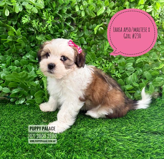 Lhatese/Lhasatese (Lhasa Apso/Maltese X) – Girl.  I now in store at Puppy Palace Pet Shop, 64 Burchill St, Loganholme, Brisbane.