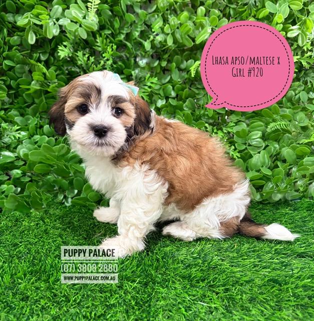 Lhatese/Lhasatese (Lhasa Apso/Maltese X) – Girl.  I now in store at Puppy Palace Pet Shop, 64 Burchill St, Loganholme, Brisbane.