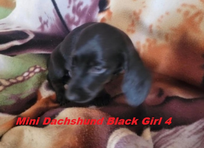 Miniature Dachshund – Black Girl. I am arriving into store and available to go home on the 5th February. I will be in store at 64 Burchill St, Loganholme, Brisbane