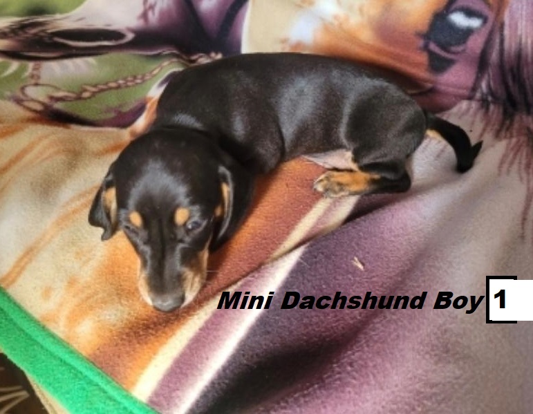 Miniature Dachshund – Boy.  I am arriving into store and available to go home on the 22nd January.  I WILL BE IN STORE AT 64 Burchill St, Loganholme, Brisbane