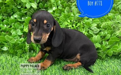 $1995 – Miniature Dachshund – Black/Tan Boy. I now in store at Puppy Palace Pet Shop, 64 Burchill St, Loganholme, Brisbane.