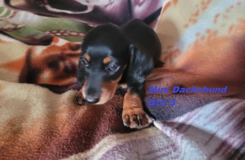 Miniature Dachshund – Black/Tan Girl. I am arriving into store and available to go home on the 5th February. I will be in store at 64 Burchill St, Loganholme, Brisbane