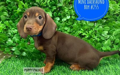 $2295 – Miniature Dachshund – Chocolate/Tan Boy. I now in store at Puppy Palace Pet Shop, 64 Burchill St, Loganholme, Brisbane.
