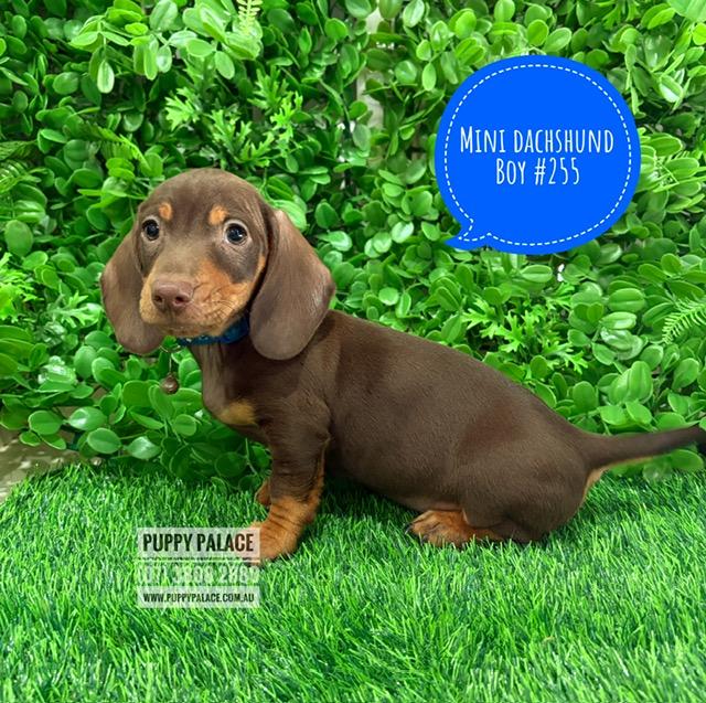 $2295 – Miniature Dachshund – Chocolate/Tan Boy. I now in store at Puppy Palace Pet Shop, 64 Burchill St, Loganholme, Brisbane.