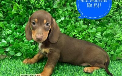 $2295 – Miniature Dachshund – Chocolate/Tan Boy. I now in store at Puppy Palace Pet Shop, 64 Burchill St, Loganholme, Brisbane.