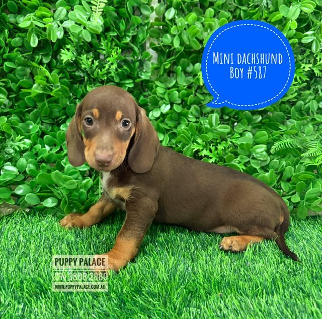 $2295 – Miniature Dachshund – Chocolate/Tan Boy. I now in store at Puppy Palace Pet Shop, 64 Burchill St, Loganholme, Brisbane.