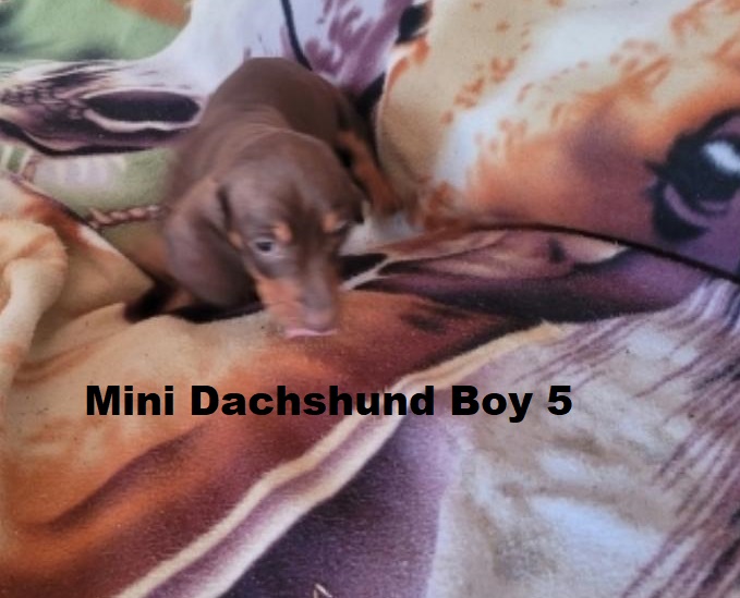 Miniature Dachshund – Boy.  I am arriving into store and available to go home on the 22nd January.  I WILL BE IN STORE AT 64 Burchill St, Loganholme, Brisbane