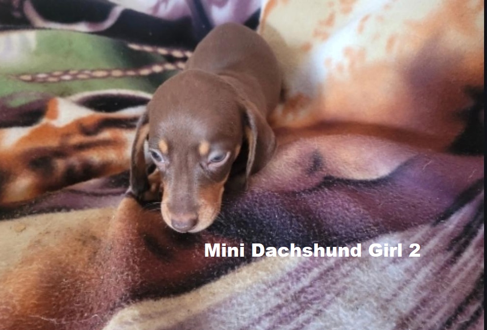 Miniature Dachshund – Chocolate/Tan Girl.  I am arriving into store and available to go home on the 5th February. I will be in store at 64 Burchill St, Loganholme, Brisbane