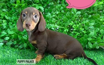 $1995 – Miniature Dachshund – Chocolate/Tan Girl (Litter 2). I have also had my 2nd Vaccination & Vet Check Value over $170.. I now in store at Puppy Palace Pet Shop, 64 Burchill St, Loganholme, Brisbane