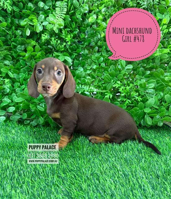 $2295 – Miniature Dachshund – Chocolate/Tan Girl  (Litter 2). I now in store at Puppy Palace Pet Shop, 64 Burchill St, Loganholme, Brisbane.