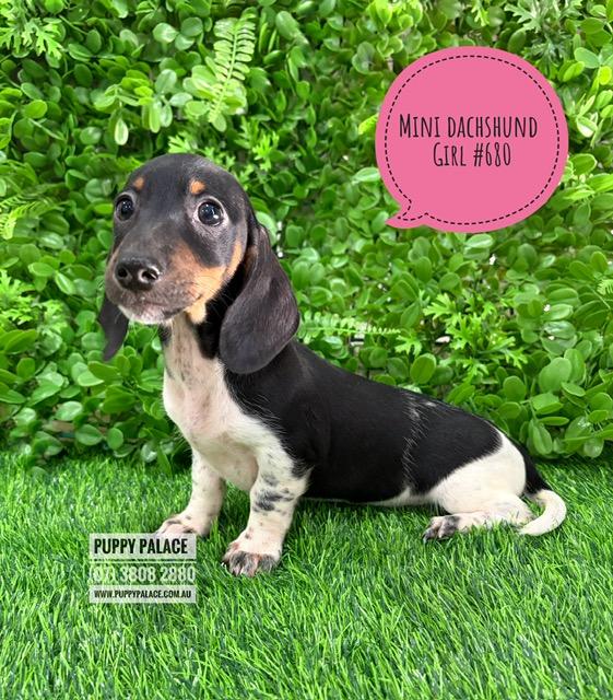 $2295 – Miniature Dachshund – Pied Girl (Litter 2). I am now in store at Puppy Palace Pet Shop, 64 Burchill St, Loganholme, Brisbane.