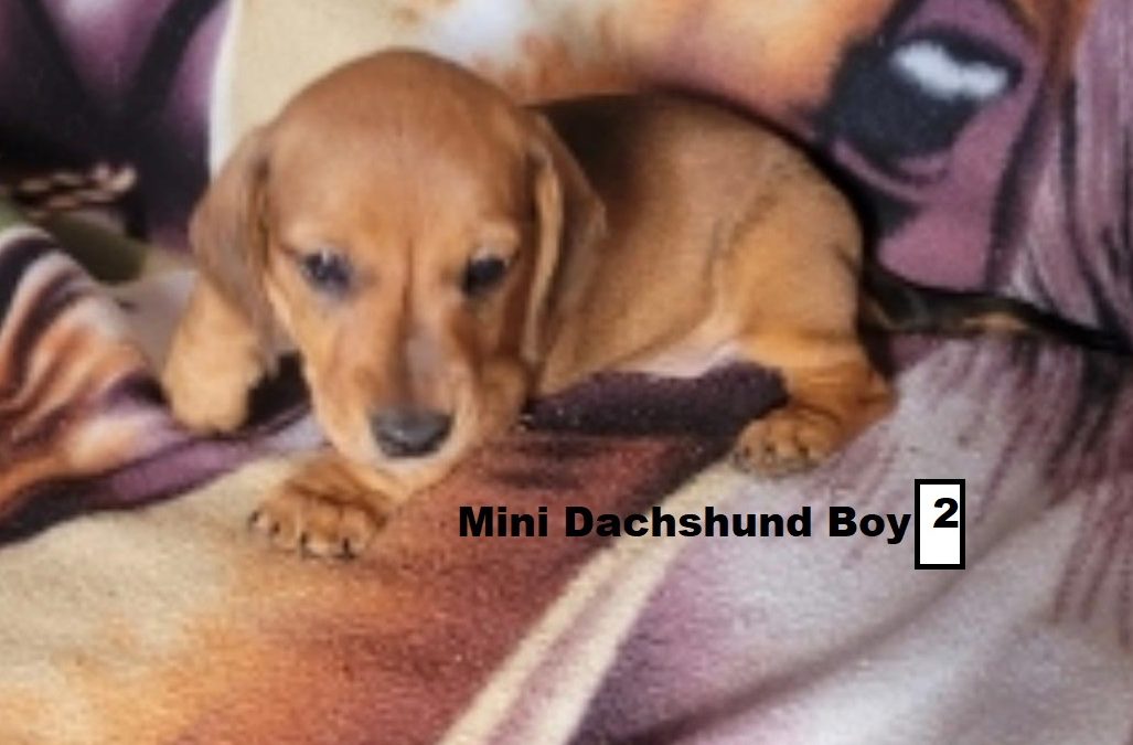 Miniature Dachshund – Boy.  I am arriving into store and available to go home on the 22nd January.  I WILL BE IN STORE AT 64 Burchill St, Loganholme, Brisbane