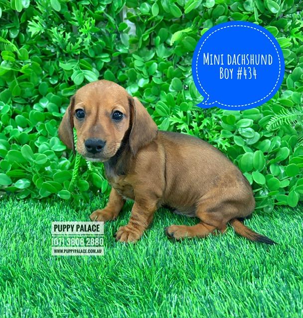 Miniature Dachshund – Red Boy. I now in store at Puppy Palace Pet Shop, 64 Burchill St, Loganholme, Brisbane.