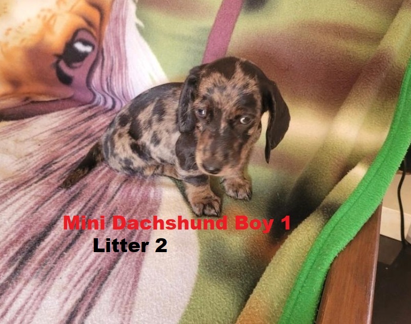 Miniature Dachshund – Silver/Dapple Boy.  I am arriving into store and available to go home on the 5th February. I will be in store at 64 Burchill St, Loganholme, Brisbane