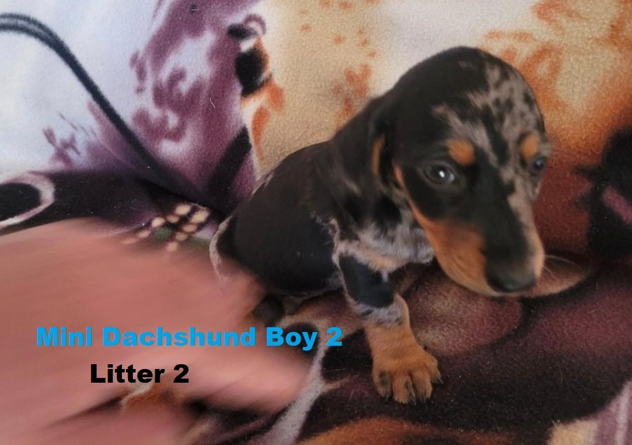 Miniature Dachshund – Silver/Dapple Boy.  I am arriving into store and available to go home on the 5th February. I will be in store at 64 Burchill St, Loganholme, Brisbane