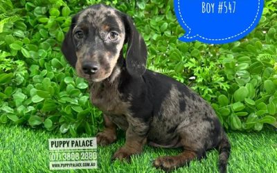 $1995 – Miniature Dachshund – Silver Dapple Boy (Litter 2). I have also had my 2nd Vaccination & Vet Check Value over $170. I am now in store at Puppy Palace Pet Shop, 64 Burchill St, Loganholme, Brisbane